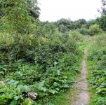 Wargrave - Chalk Pit (2)